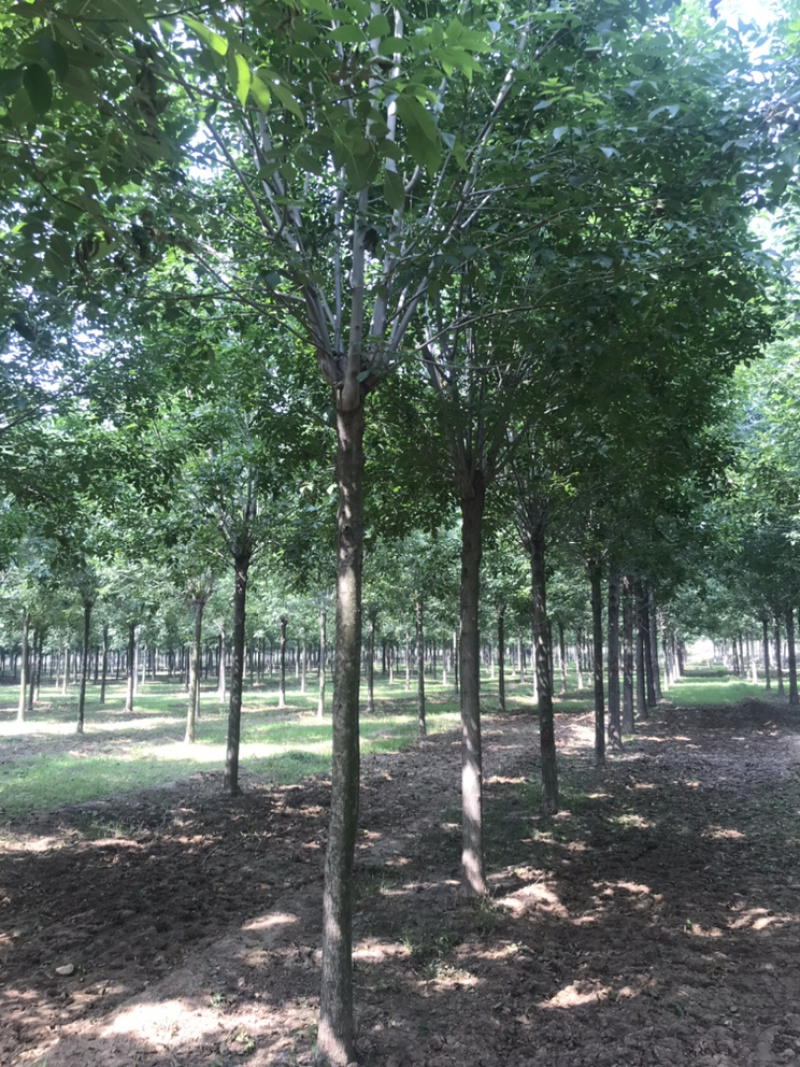 10公分白蜡12公分白蜡8公分白蜡土球发帽裸根截杆