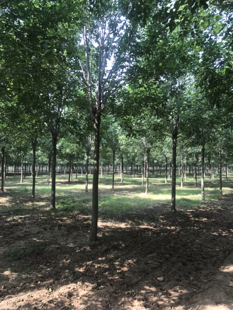 10公分白蜡12公分白蜡8公分白蜡土球发帽裸根截杆