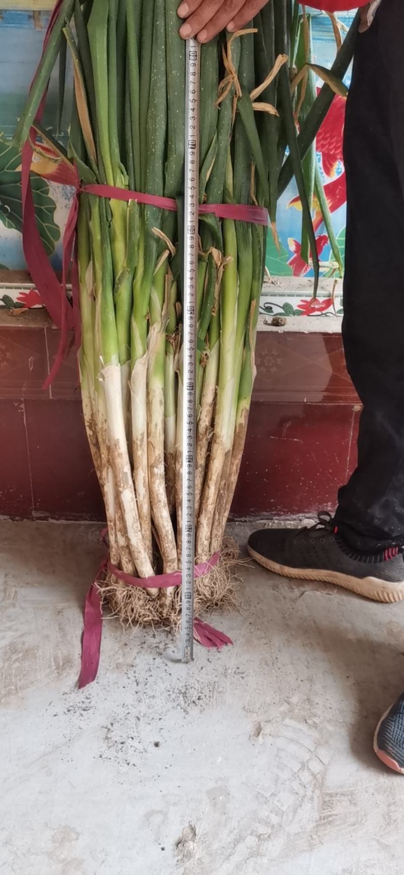 大葱，精品大葱，高盘大葱，长白大葱，基地大葱