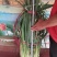 大葱，精品大葱，高盘大葱，长白大葱，基地大葱
