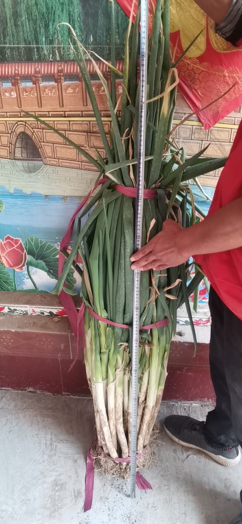 大葱，精品大葱，高盘大葱，长白大葱，基地大葱