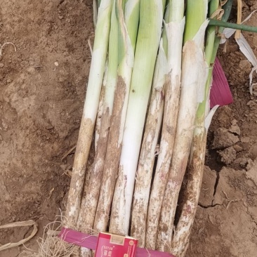 大葱，精品大葱，高盘大葱，长白大葱，基地大葱