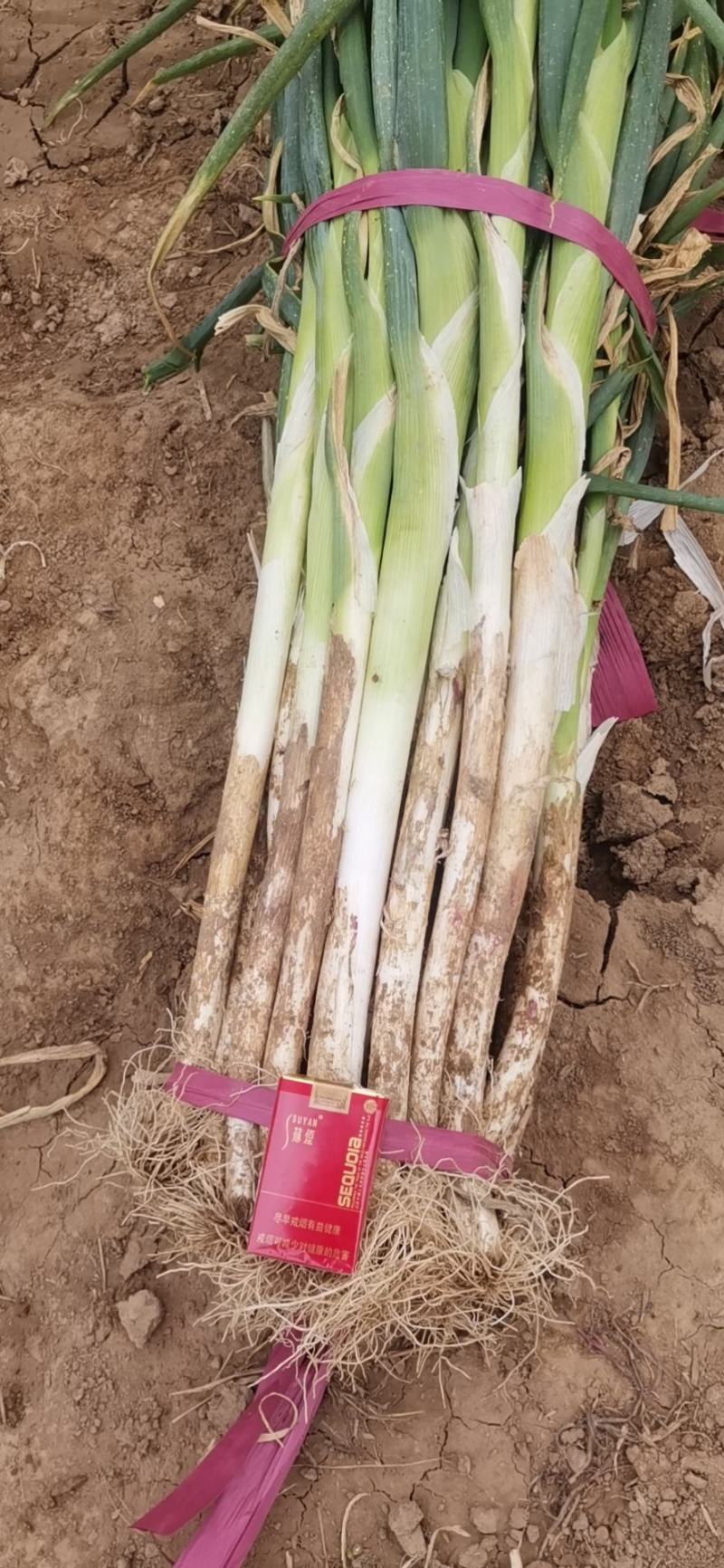 大葱，精品大葱，高盘大葱，长白大葱，基地大葱