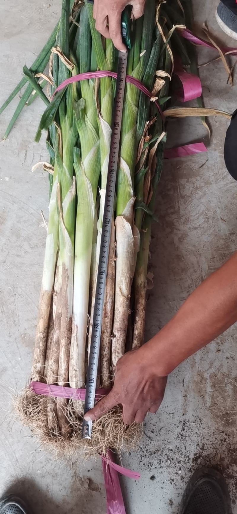 大葱，精品大葱，高盘大葱，长白大葱，基地大葱