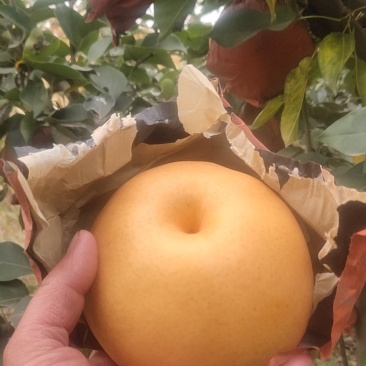 馆陶县金磊果品站大量供应晚秋黄梨纸袋350~500g