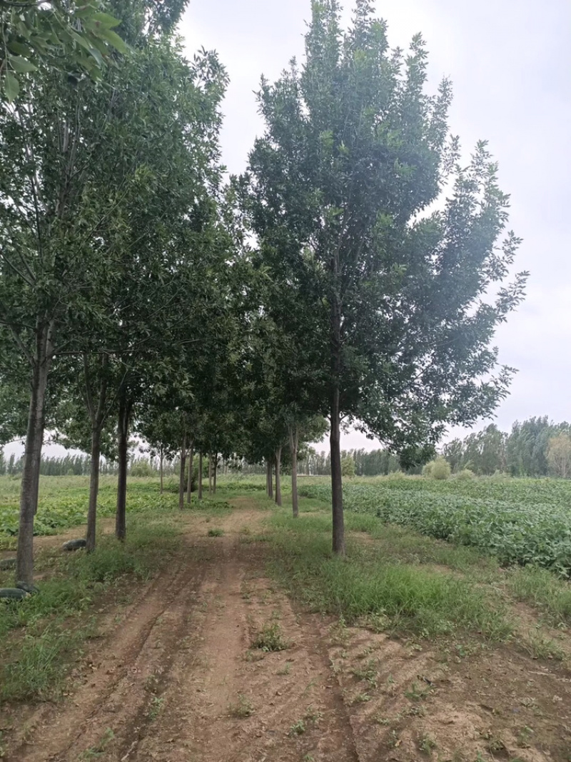 10公分白蜡12公分白蜡18公分白蜡15公分白蜡