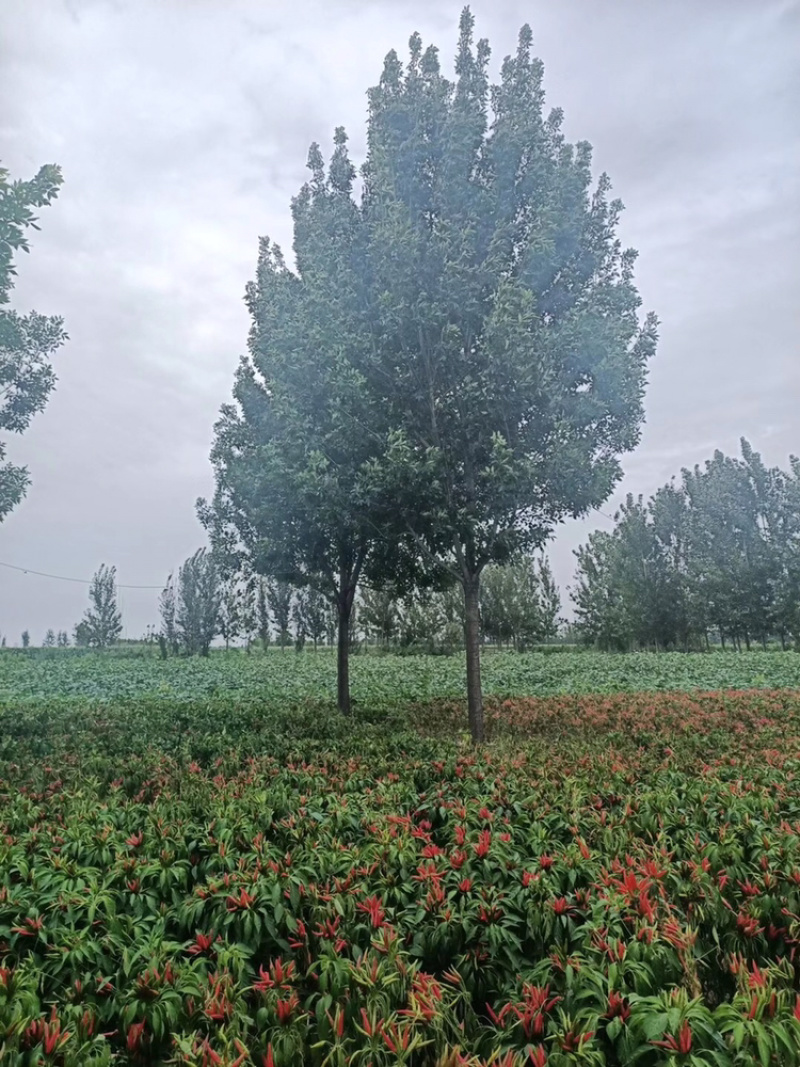 10公分白蜡12公分白蜡18公分白蜡15公分白蜡