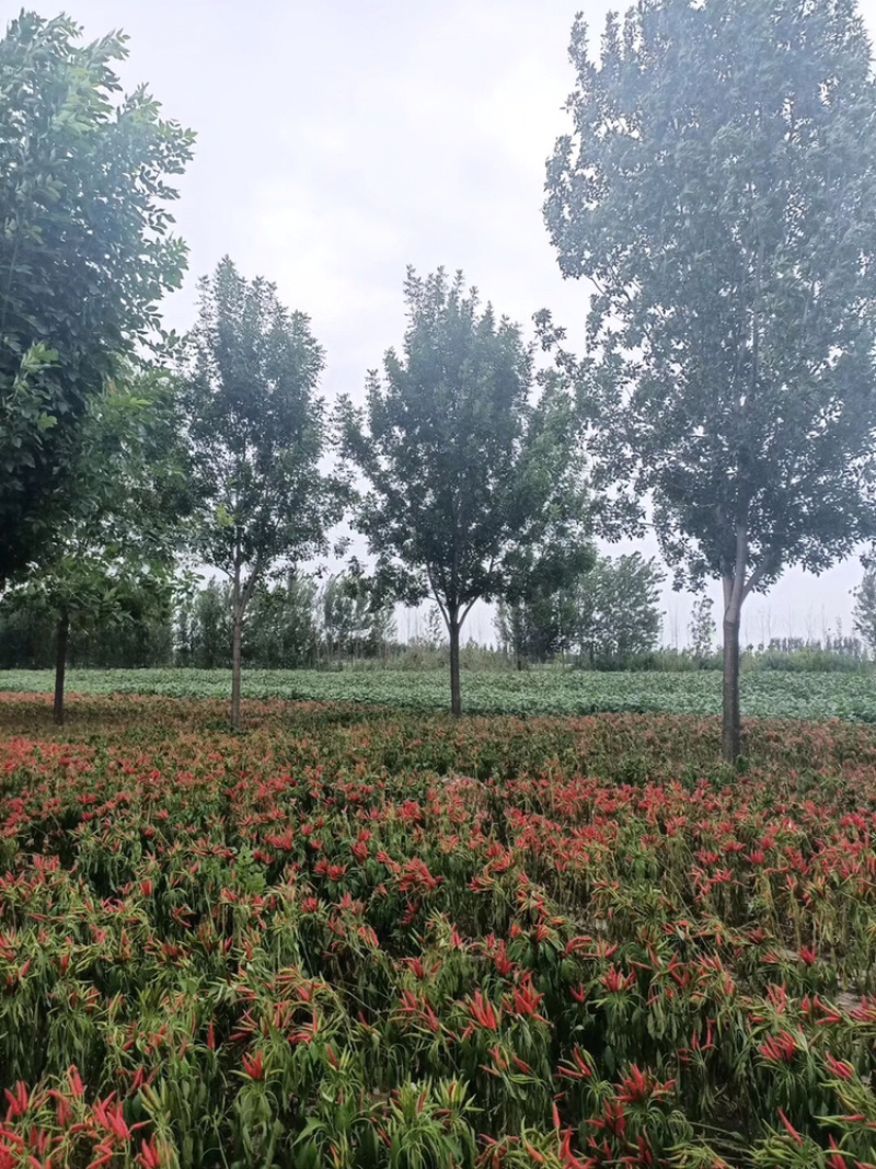 10公分白蜡12公分白蜡18公分白蜡15公分白蜡