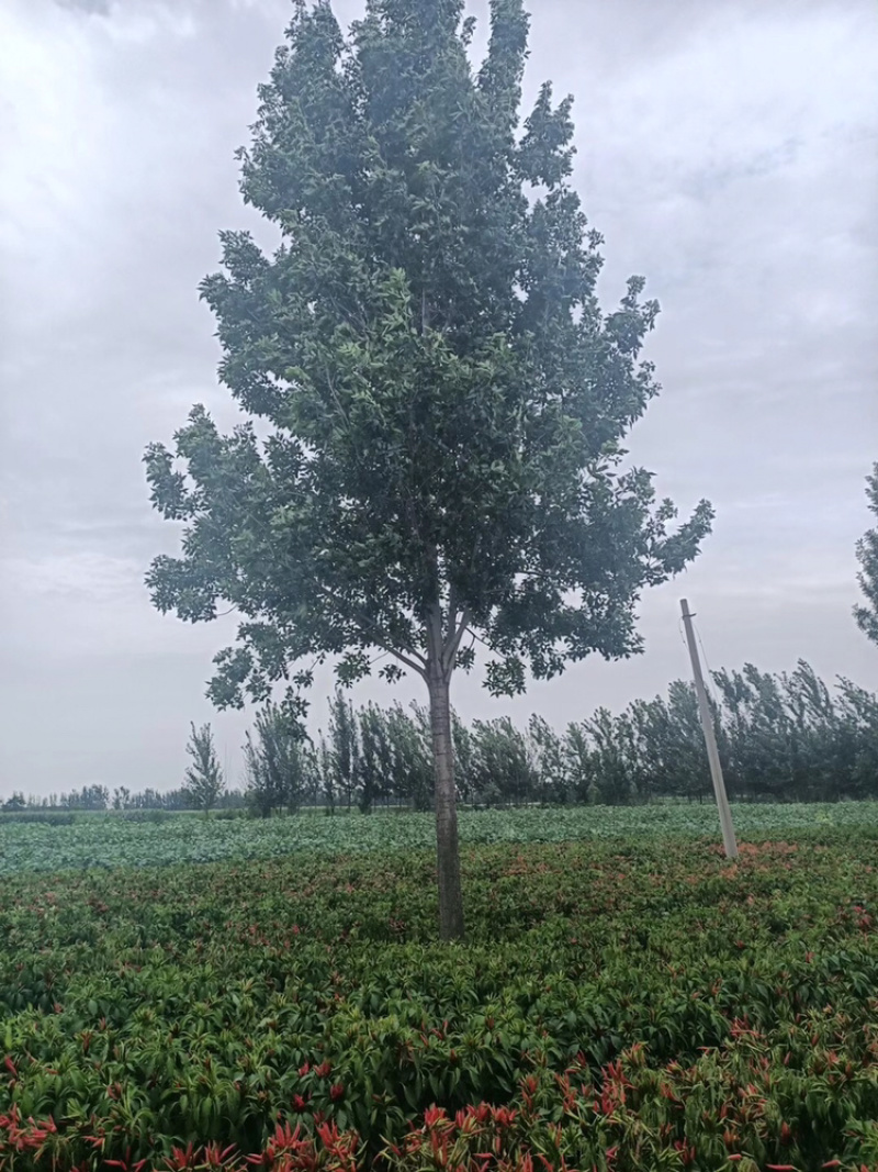10公分白蜡12公分白蜡18公分白蜡15公分白蜡