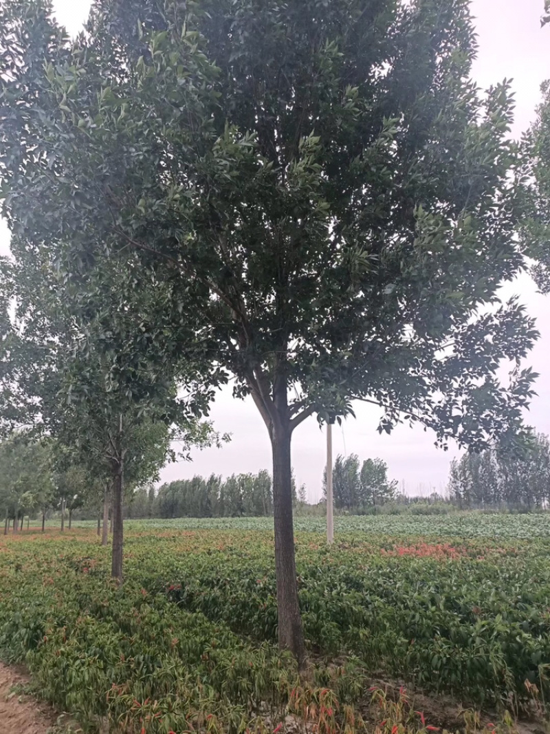 10公分白蜡12公分白蜡18公分白蜡15公分白蜡