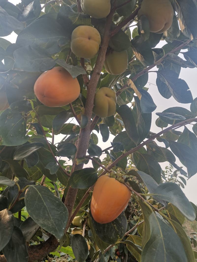 大量柿子树，柿子树苗出售