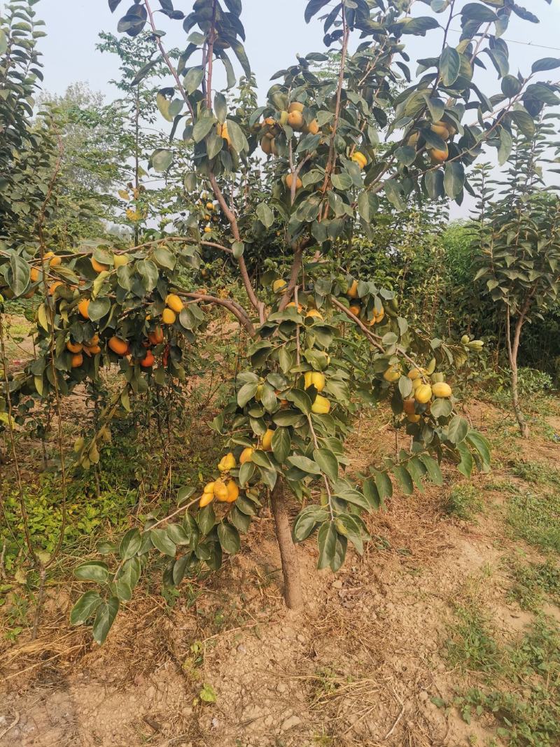 大量柿子树，柿子树苗出售