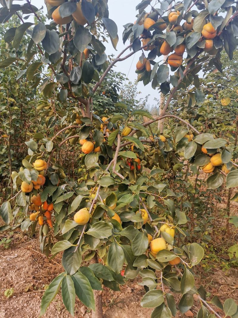 大量柿子树，柿子树苗出售