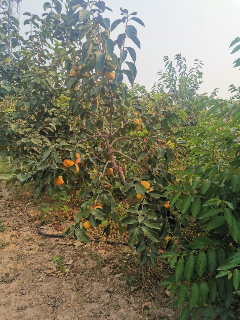 大量柿子树，柿子树苗出售