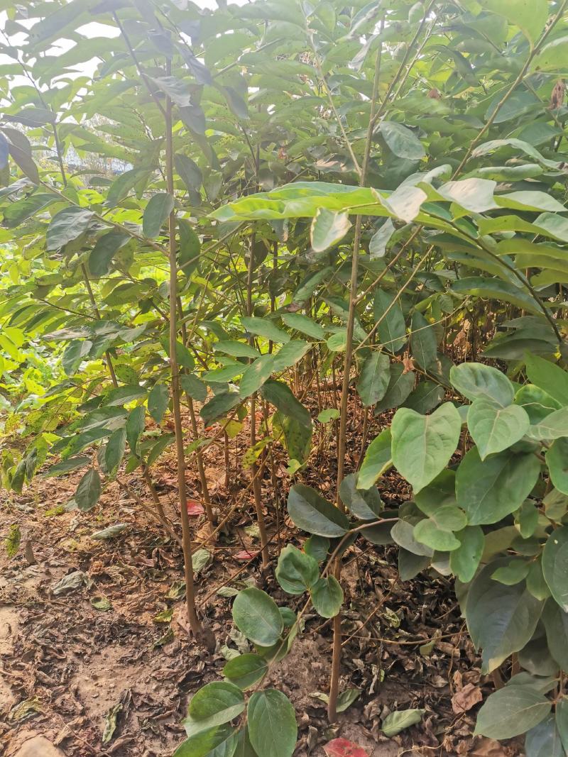 大量柿子树，柿子树苗出售