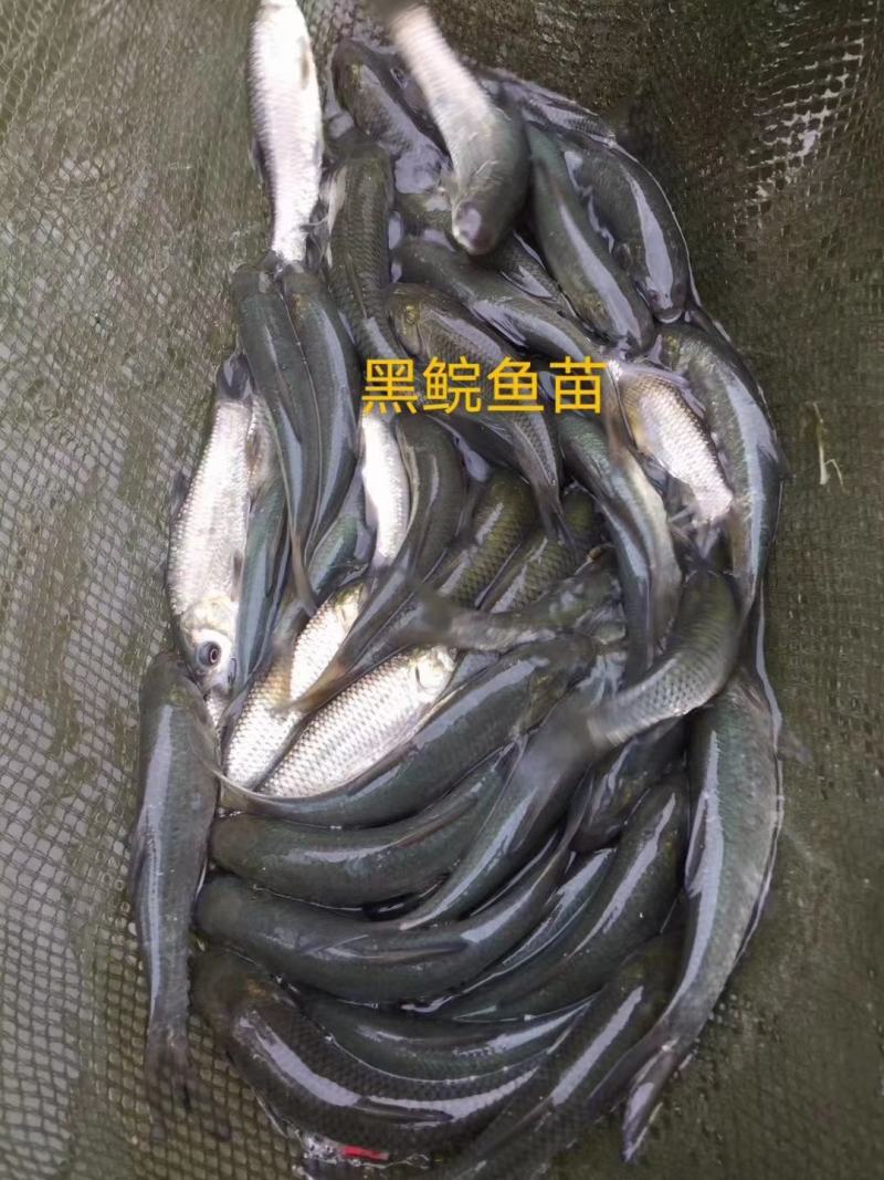 杂交改良快大型脆肉黑草鲩鱼苗，长势快，抗病毒，量大从优。