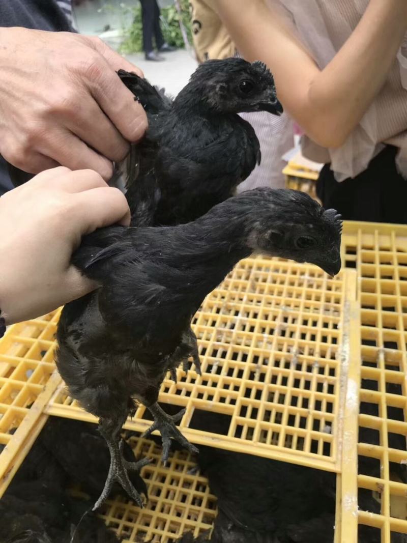 脱温五黑绿壳蛋鸡母苗，养殖35天，疫苗齐全，回家直接养殖