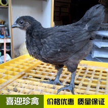 脱温五黑绿壳蛋鸡母苗，养殖35天，疫苗齐全，回家直接养殖