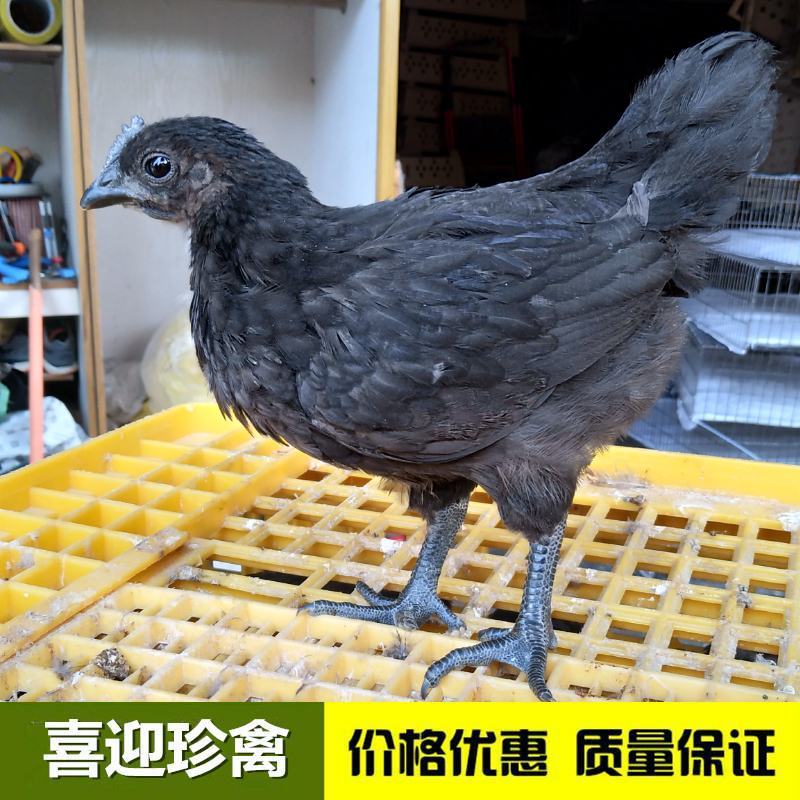 脱温五黑绿壳蛋鸡母苗，养殖35天，疫苗齐全，回家直接养殖