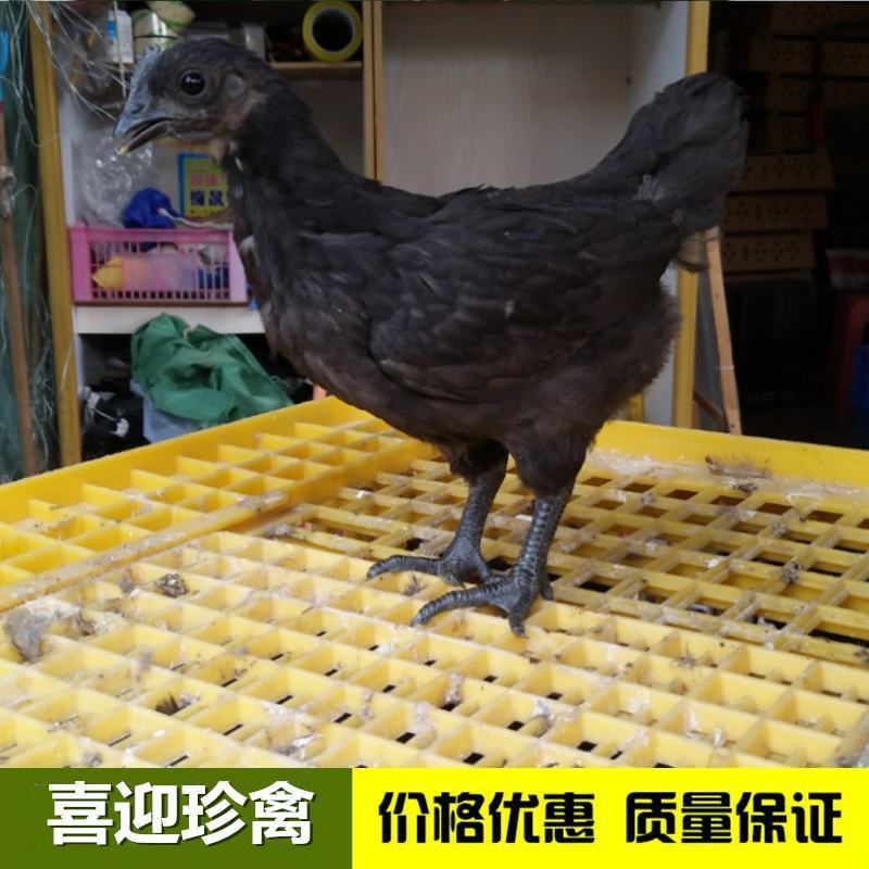 脱温五黑绿壳蛋鸡母苗，养殖35天，疫苗齐全，回家直接养殖