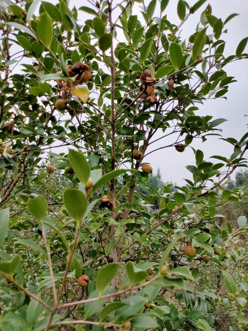 乡林系列油茶果已及油茶子，