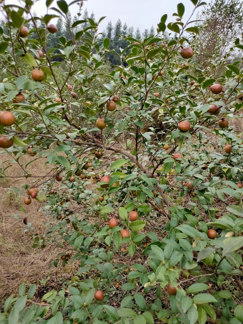 乡林系列油茶果已及油茶子，