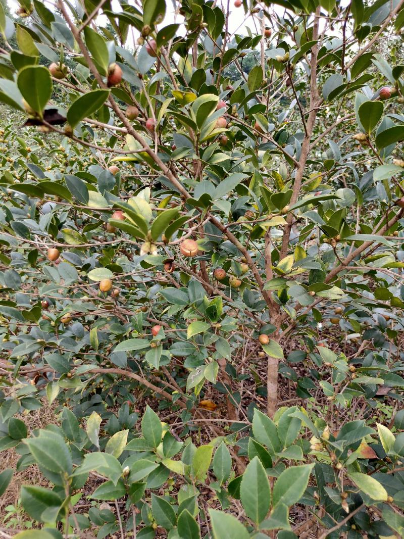 乡林系列油茶果已及油茶子，