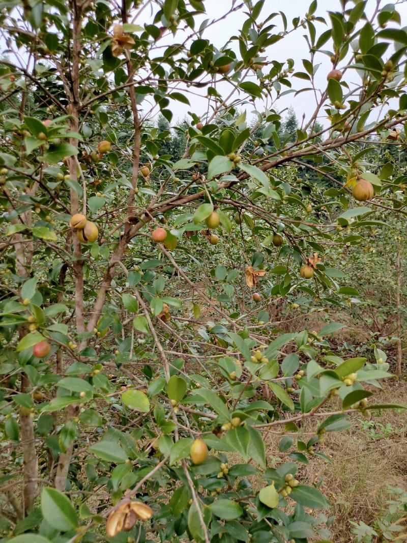 乡林系列油茶果已及油茶子，