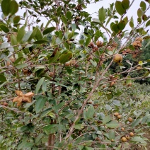 乡林系列油茶果已及油茶子，