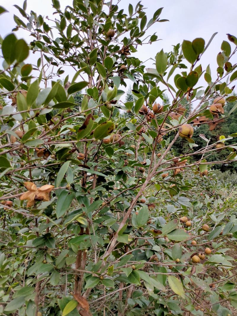 乡林系列油茶果已及油茶子，