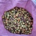 乡林系列油茶果已及油茶子，