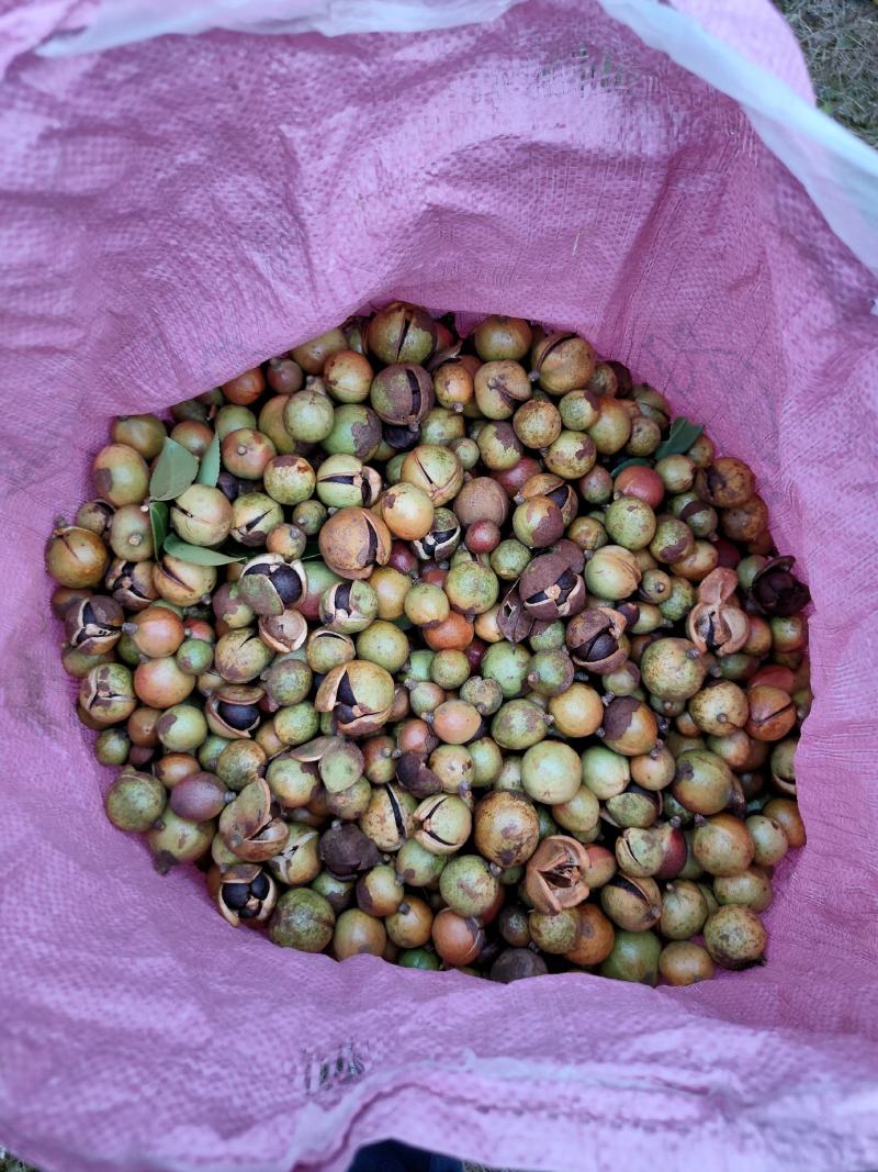 乡林系列油茶果已及油茶子，