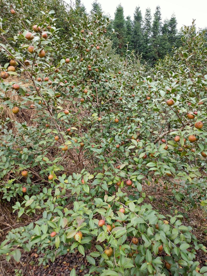 乡林系列油茶果已及油茶子，