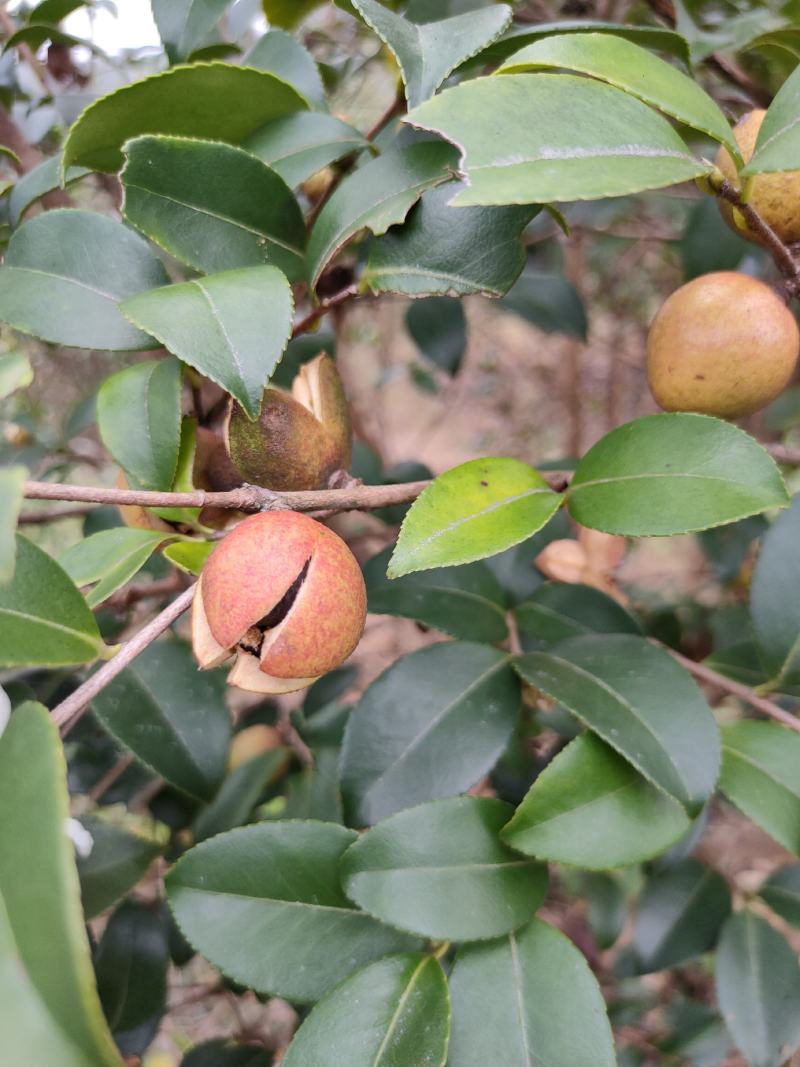 乡林系列油茶果已及油茶子，