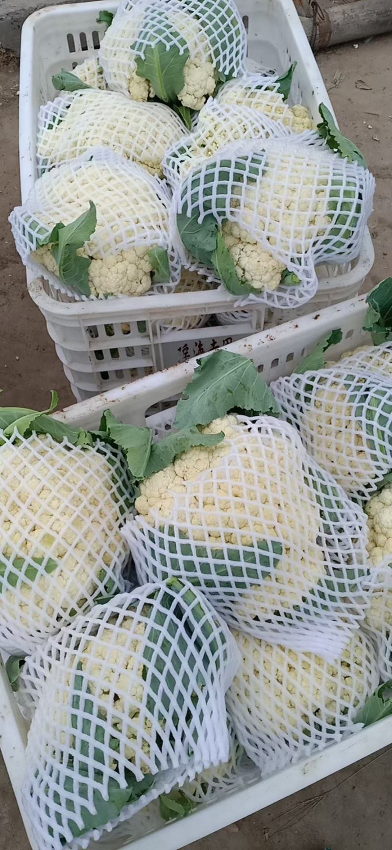 【推荐】松花散花有机花青梗松花菜大量供应全国发货