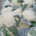 【推荐】松花散花有机花青梗松花菜大量供应全国发货