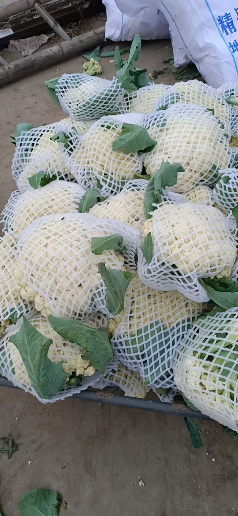 【推荐】松花散花有机花青梗松花菜大量供应全国发货