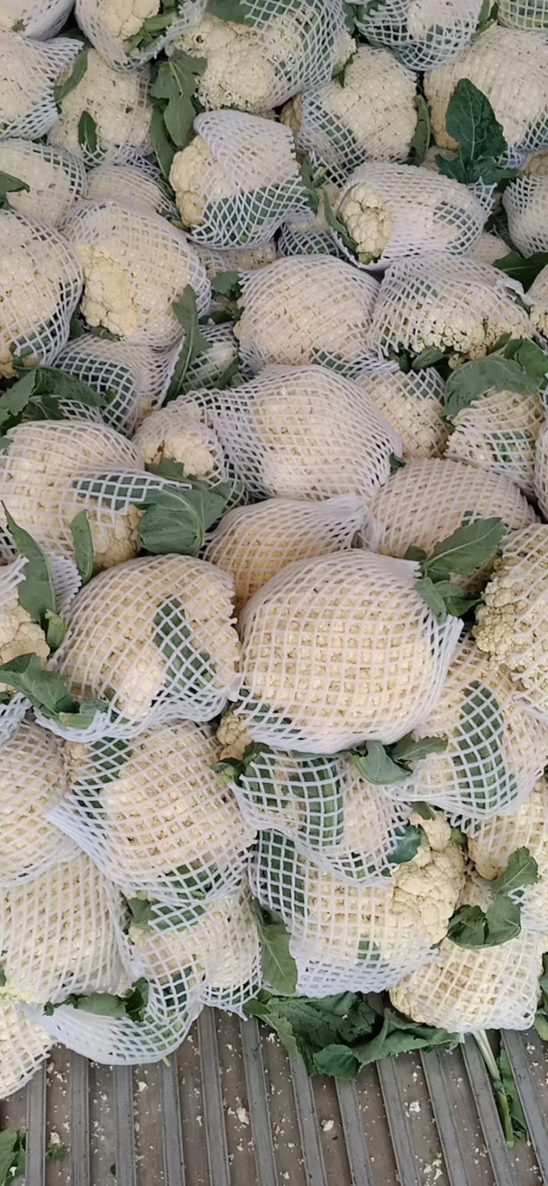 【推荐】松花散花有机花青梗松花菜大量供应全国发货