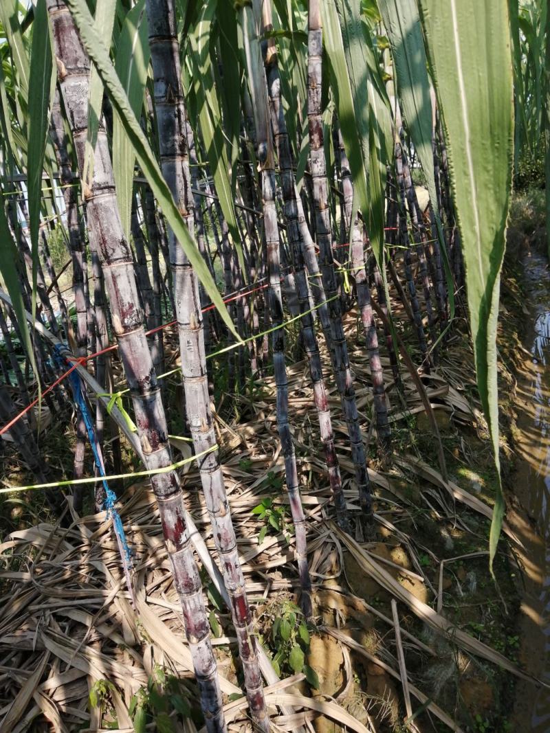 甘蔗，甘蔗甘蔗节为有序黑皮甘蔗糖度高颜色漂亮，