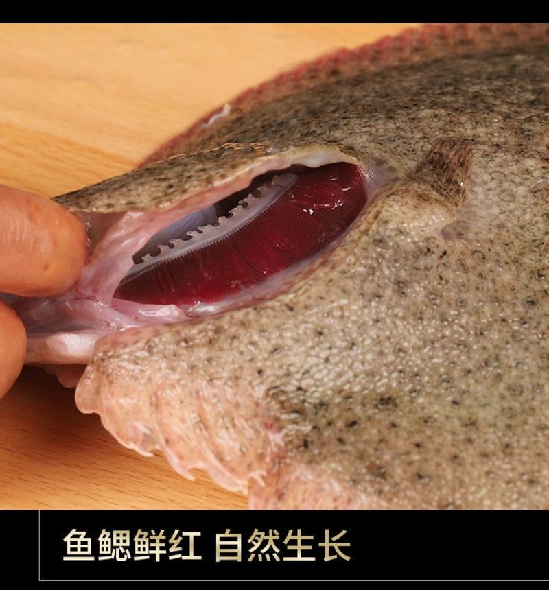 鲜活多宝鱼新鲜比目鱼大菱鲆新鲜海鲜鱼类批发包邮水产冷冻