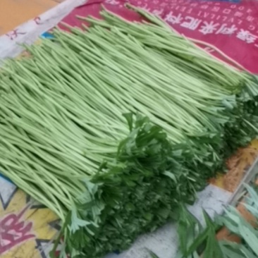 精品芦篙～产地持续～走货中