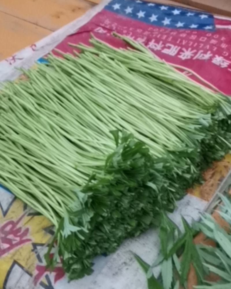 精品芦篙～产地持续～走货中