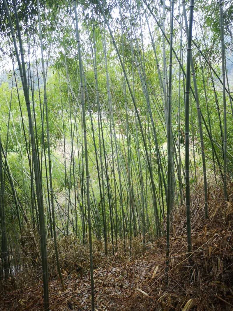 刚竹（金竹。水竹。苦竹大量现货供应，需要联系）