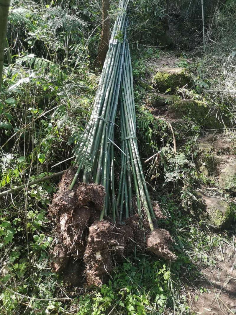 刚竹（金竹。水竹。苦竹大量现货供应，需要联系）