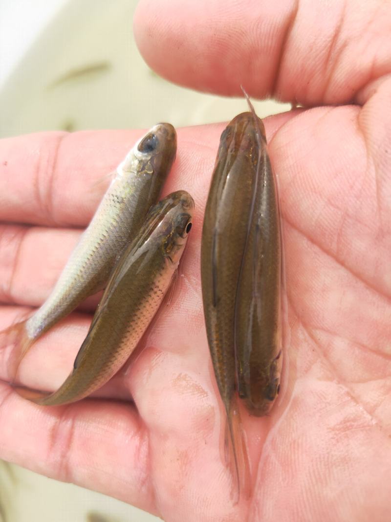 土鲮鱼苗、肉质口感鲜嫩、大众养殖价格合理常规品种鱼苗。