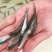 土鲮鱼苗、肉质口感鲜嫩、大众养殖价格合理常规品种鱼苗。