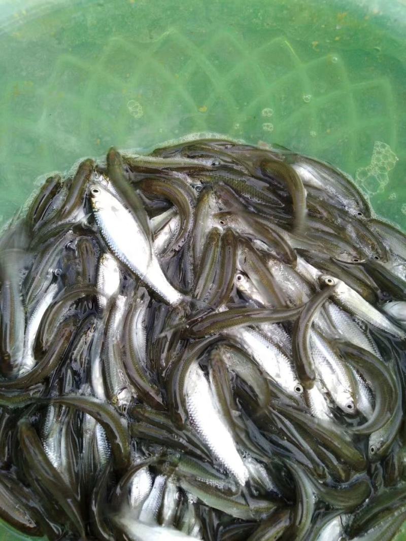 土鲮鱼苗、肉质口感鲜嫩、大众养殖价格合理常规品种鱼苗。