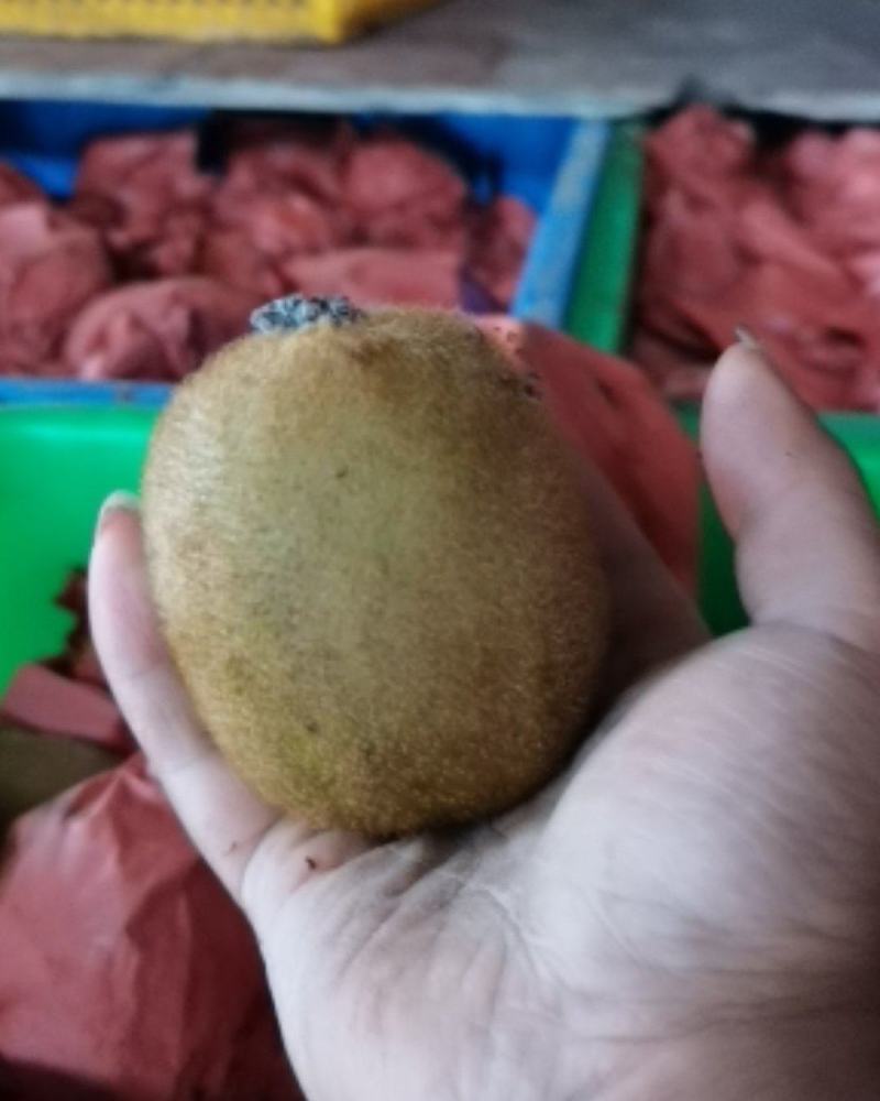 绿心猕猴桃。绿心猕猴桃。
