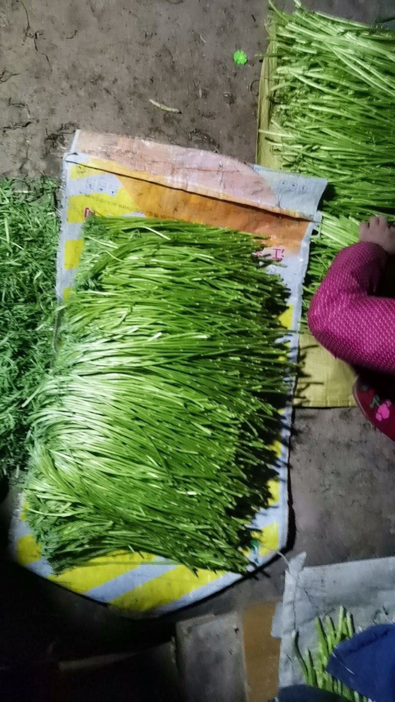 精品芦篙～产地持续～走货中