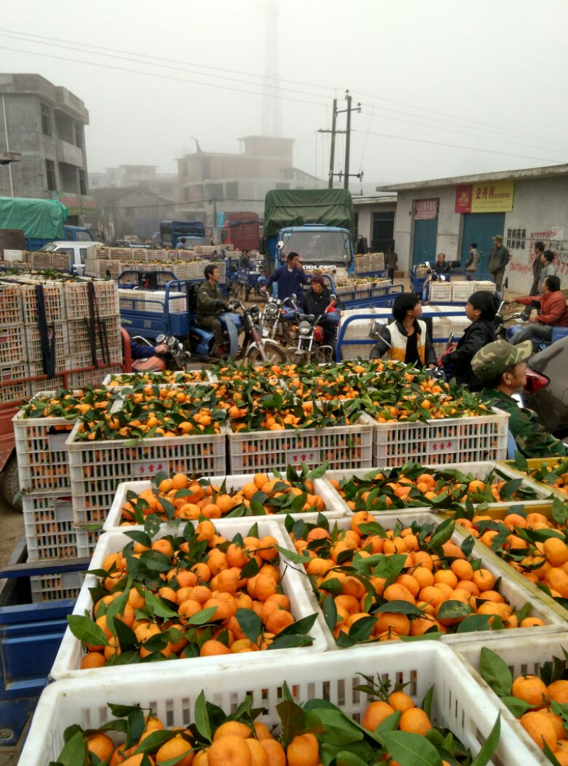 精选南丰产地大量上市诚信代办代发全国货
